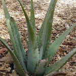 Aloe gatto cane