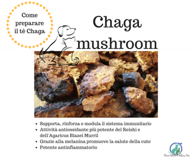 chaga per il cane