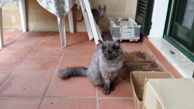 20140926_075654.jpg (876.48 KiB) Visto 31082 volte Ok ok, organizziamoci: la mattina non vedo l'ora di uscire in giardino per giocare con la mia amica Sorellina...
