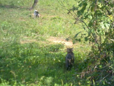 Tittoro mette in fuga un gatto