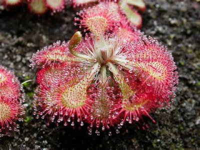 DROSERA.jpg