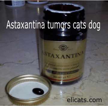Astaxanthin anti-inflammatory anti-tumor cats dogs