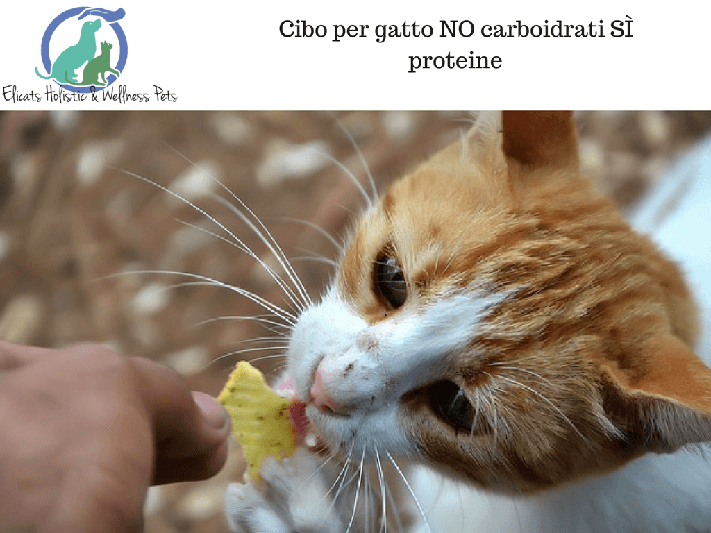 Dieta casalinga per gatti