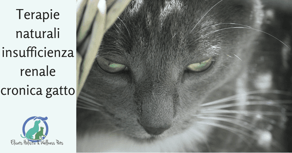 insufficienza renale gatto Forum