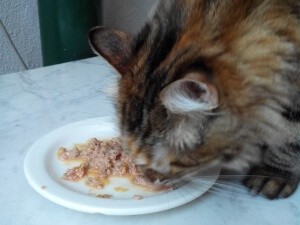 Nutrizione nel gatto cibo secco e cibo fatto in casa3