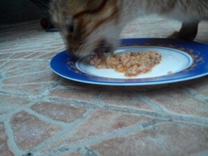 Nutrizione nel gatto cibo secco e cibo fatto in casa 4