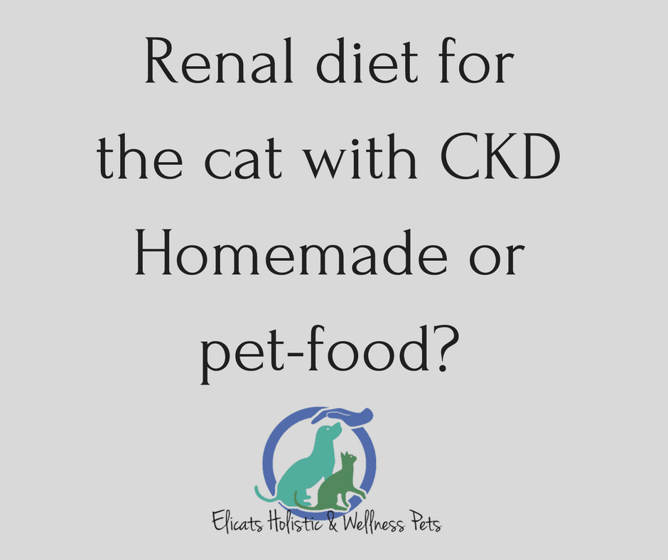 Renal diet for the cat