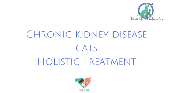 Chronic kidney disease cats
