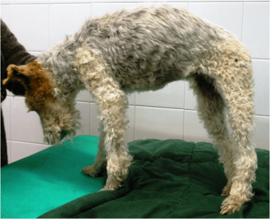 fig 1 caso clinico Agopuntura veterinaria muffy
