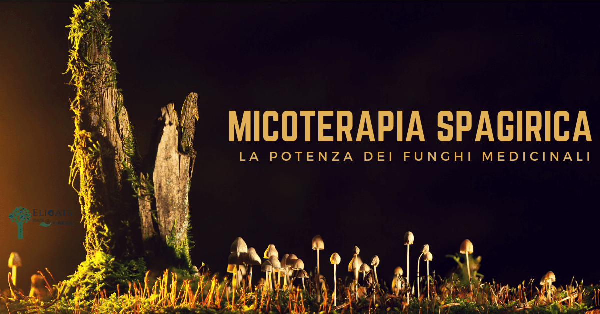 Micoterapia spagirica la potenza dei funghi medicinali