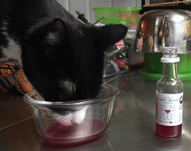 The Pinot Meow The Moscato Perchè bere da solo?