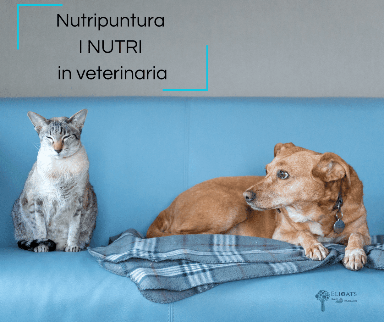 Nutripuntura gatto cane