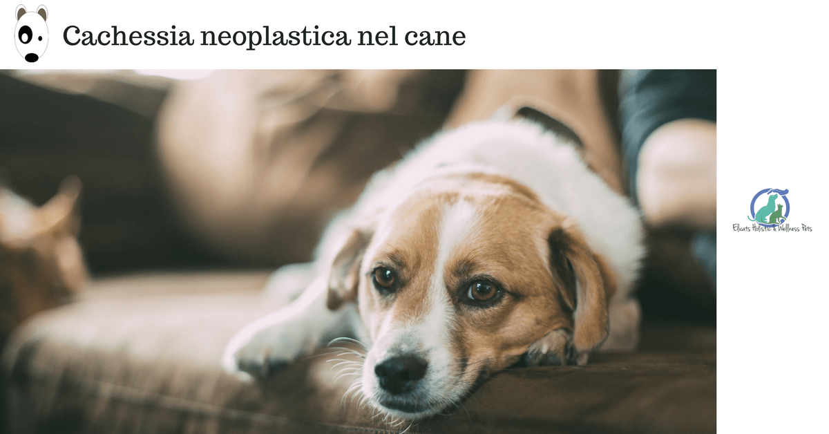 Cachessia neoplastica tumore e alimentazione cane