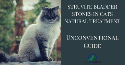 Struvite Bladder Stones in cats Natural Treatment