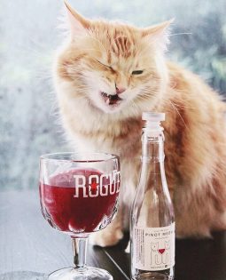 The Pinot Meow The Moscato Perchè bere da solo