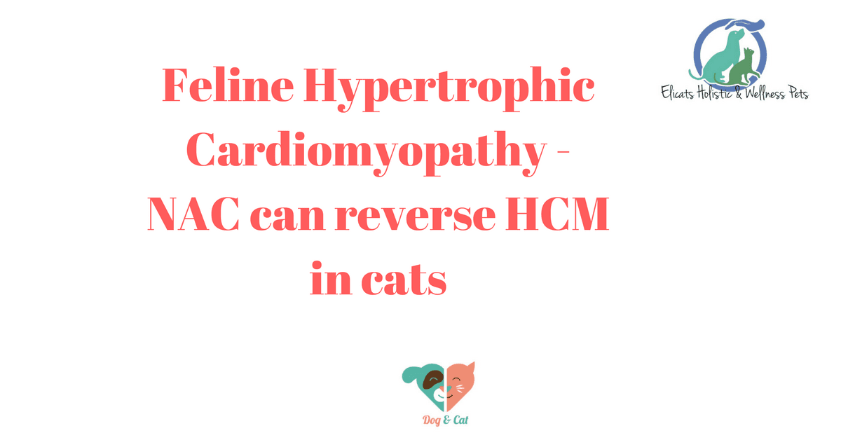 Feline Hypertrophic Cardiomyopathy