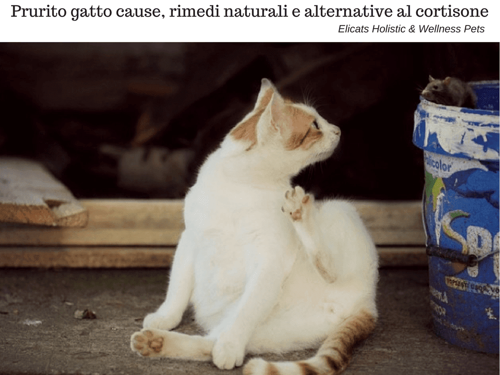 Prurito gatto rimedi naturali