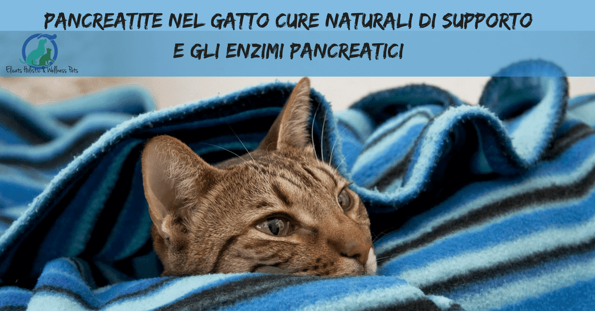 Pancreatite nel gatto è curabile