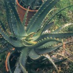 Aloe-arborescens