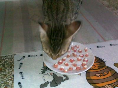 Dieta casalinga per gatto