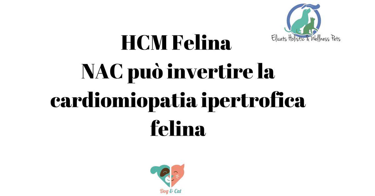 HCM Felina