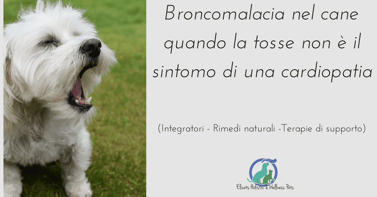 Broncomalacia nel cane