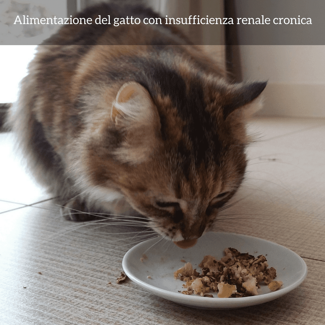 dieta insufficienza renale gatto