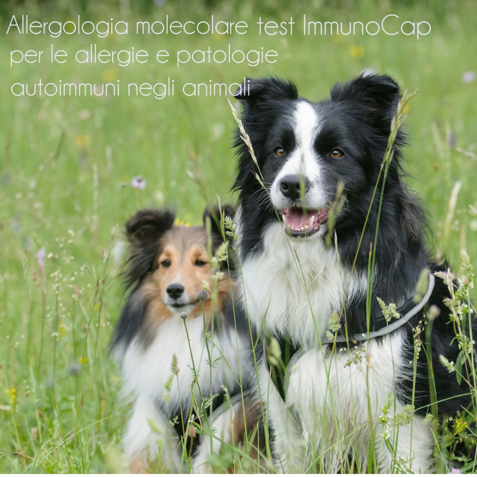 Allergologia molecolare test ImmunoCap per le Allergie e Patologie Autoimmuni negli animali