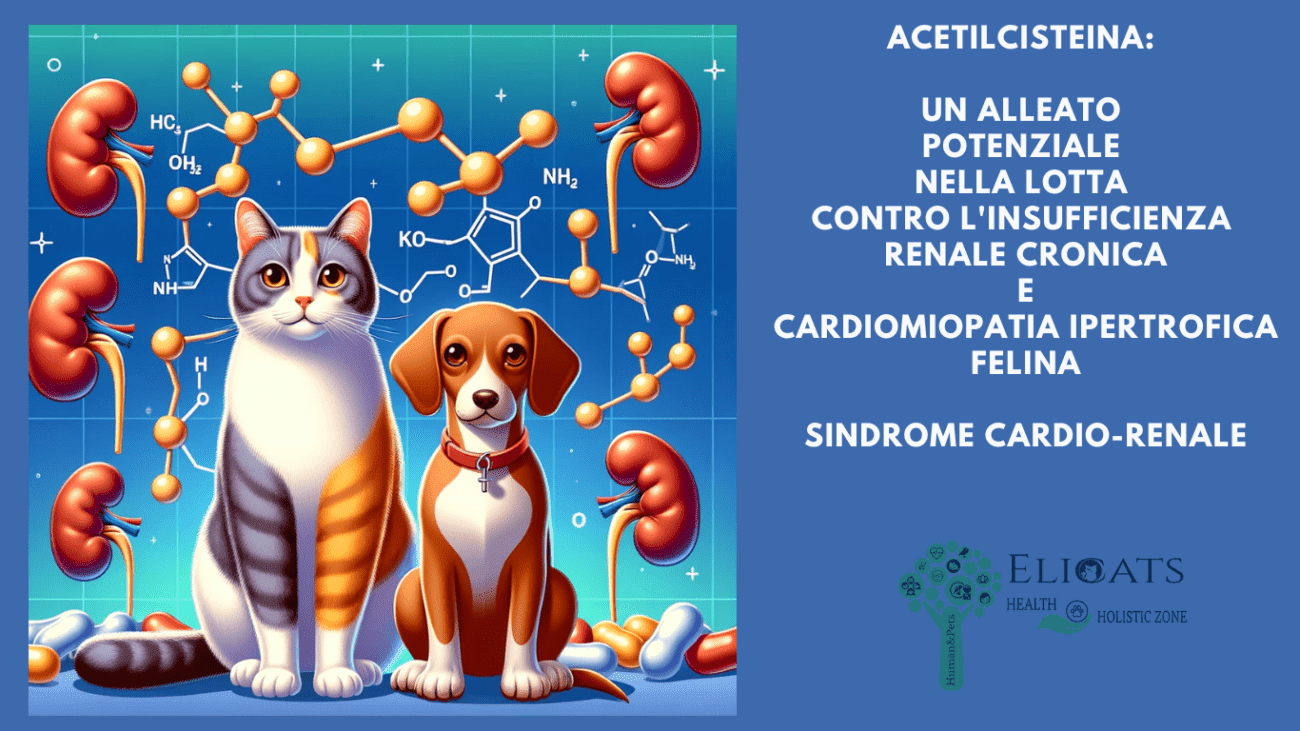 Acetilcisteina l'Insufficienza Renale Cronica gatto e cardiomiopatia ipertrofica felina