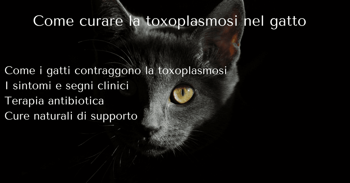 Toxoplasmosi gatto Terapia