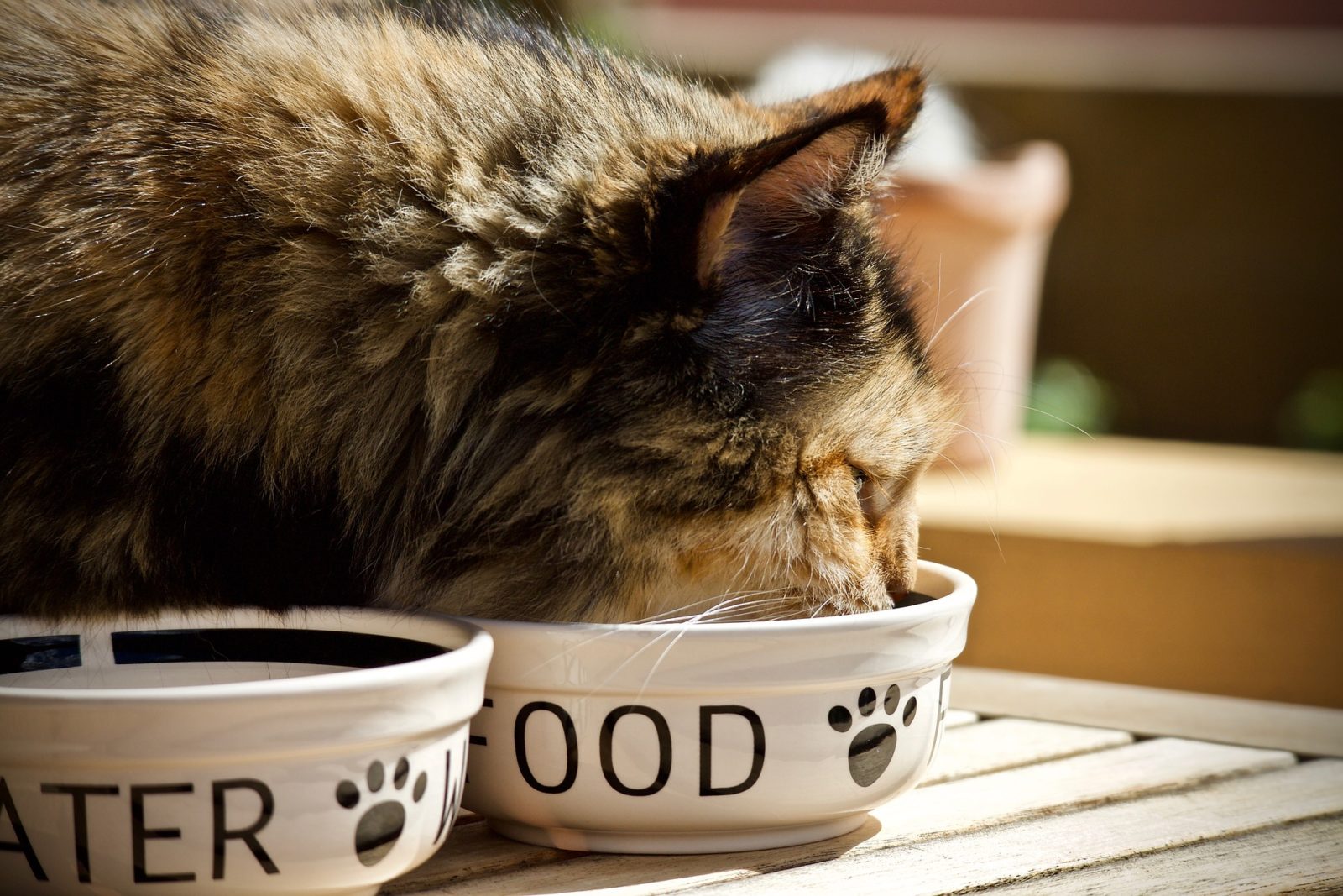Come cambiare cibo al gatto