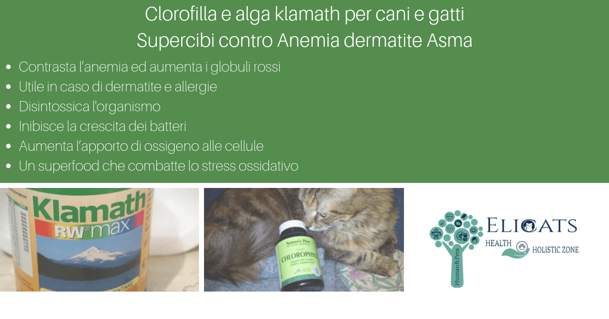 Clorofilla e alga klamath per cani e gatti