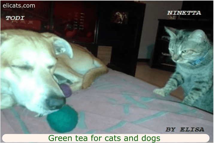 Green tea for cats and dogs