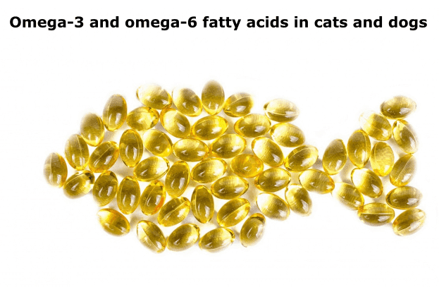 Omega-3 and omega-6 fatty acids in cats and dogs