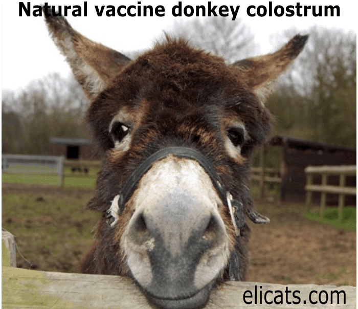 Natural vaccine donkey colostrum