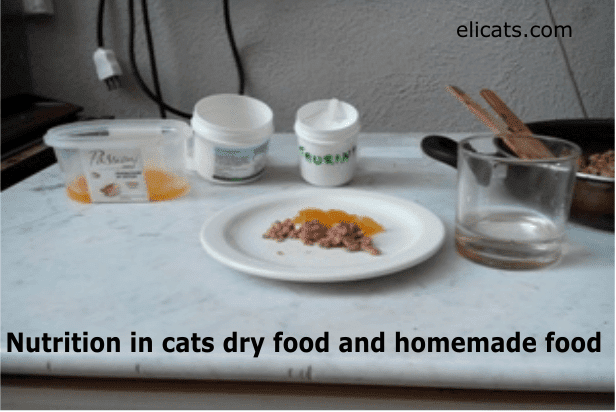 Nutrition in cats dry food and homemade food