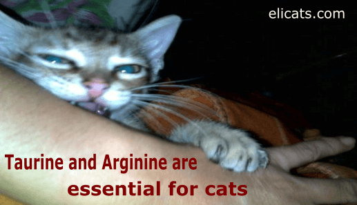 Taurine and Arginine are essential for cats