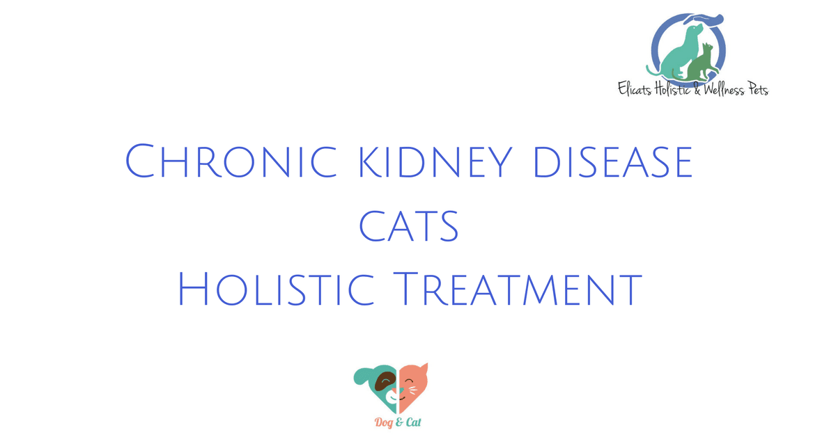 Chronic kidney disease cats