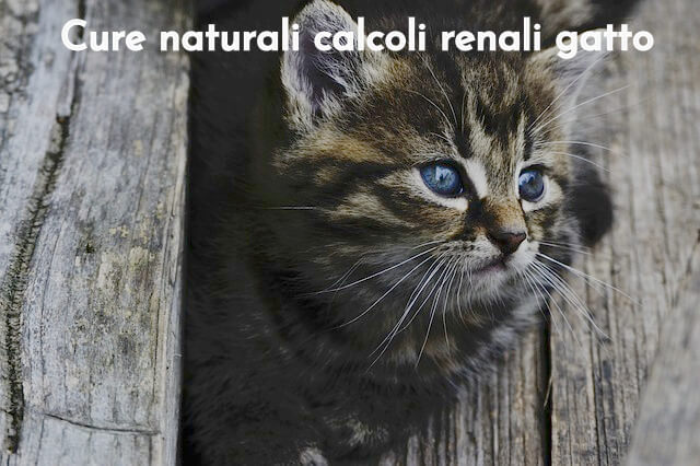 Calcoli gatto rimedi naturali