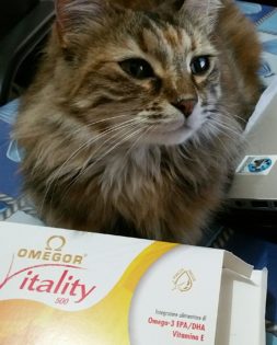 Omega-3-Katzen-Nierenversagen