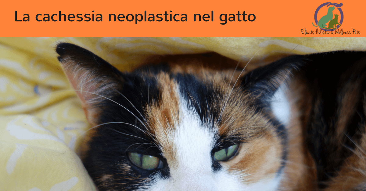 La cachessia neoplastica nel gatto