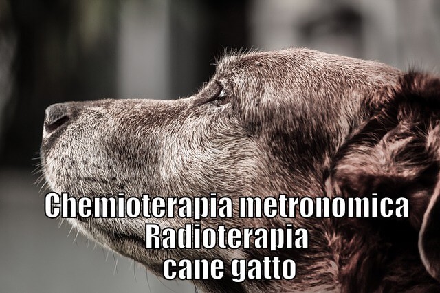 Chemioterapia metronomica