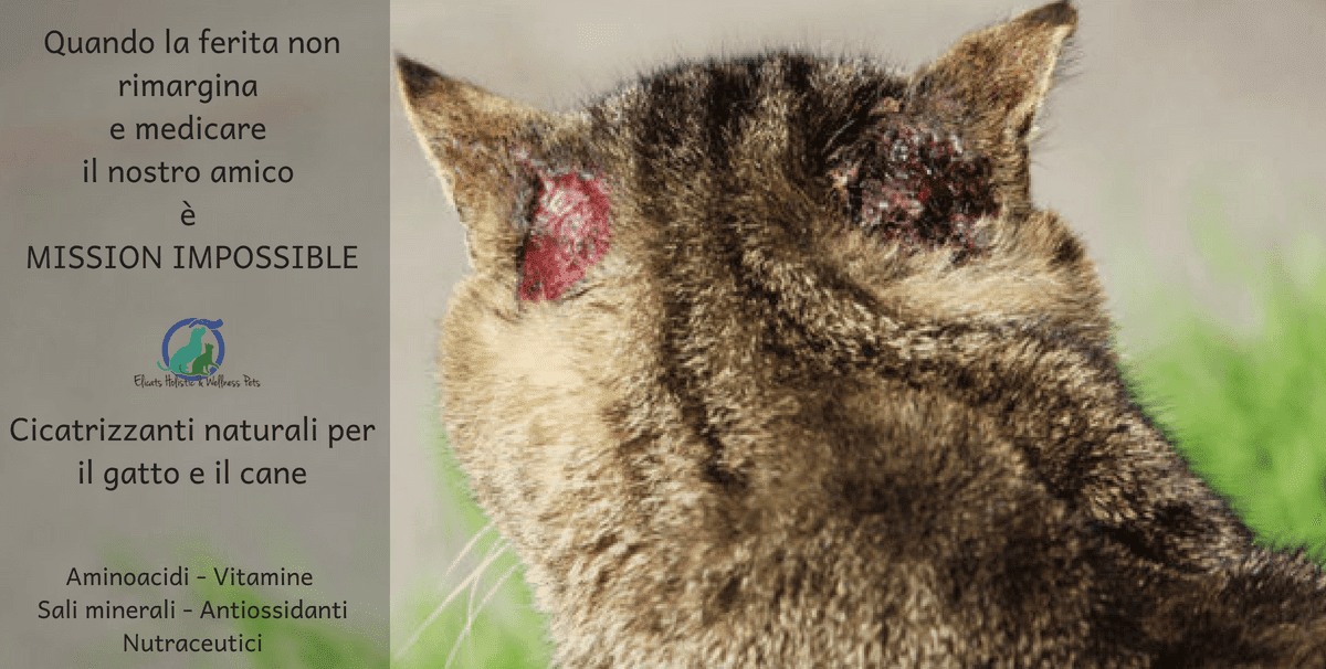 cicatrizzanti ferita cane gatto