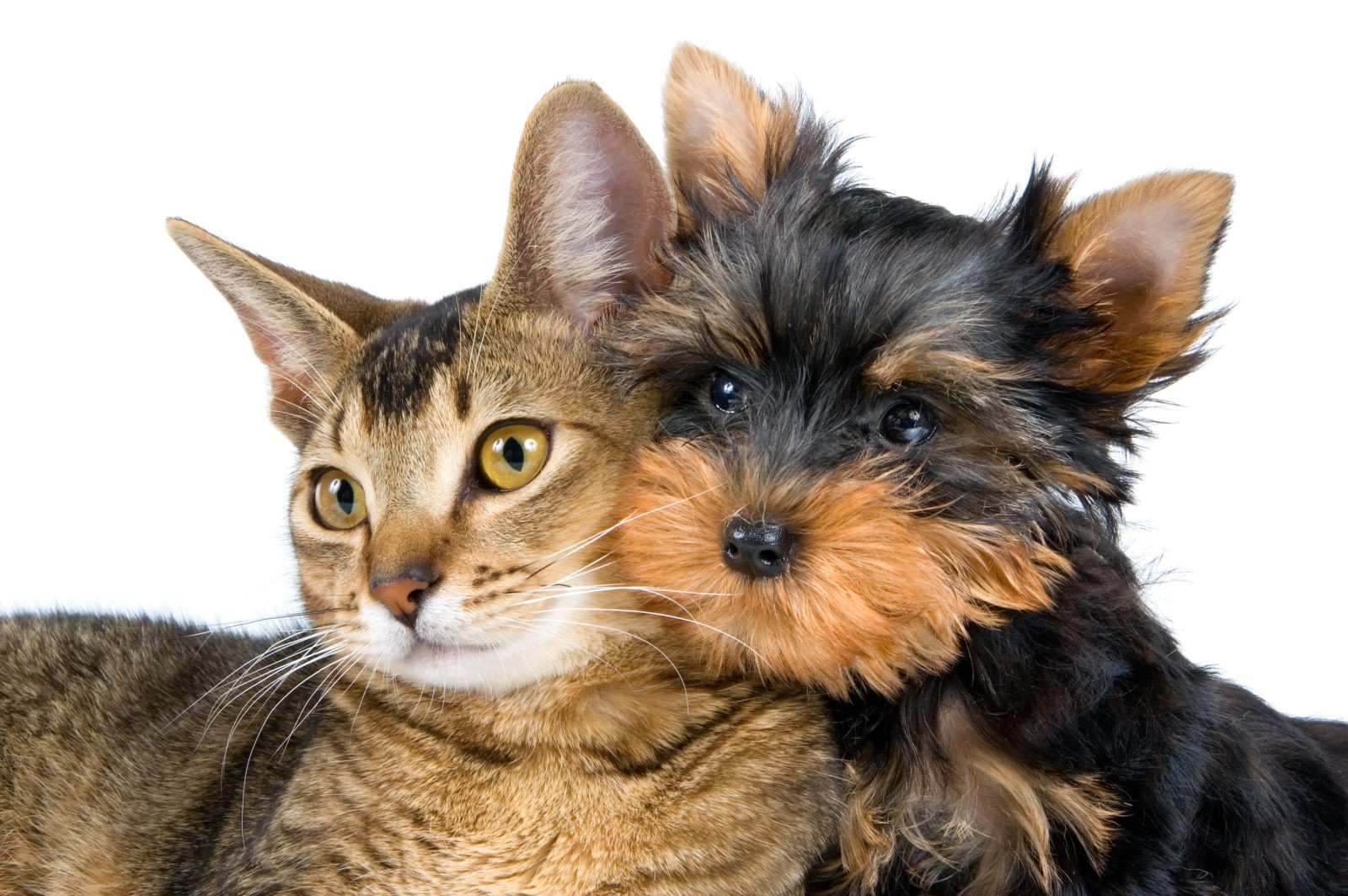 Omega-6 per cane e gatto
