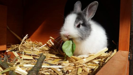 Cosa mangia un Coniglio
