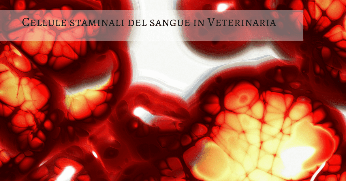 Cellule staminali del sangue in Veterinaria
