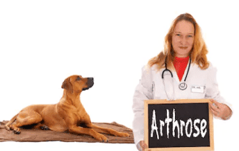 Rimedi naturali artrosi cane
