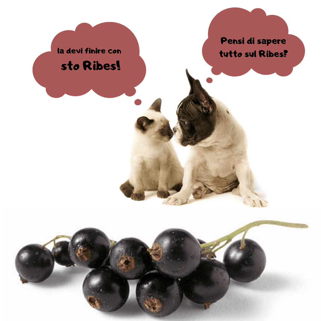 Ribes nigrum cane gatto
