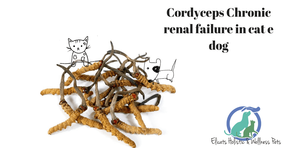Cordyceps Chronic renal failure cat