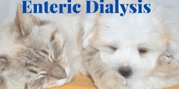 Enteric Dialysis Cat Dog